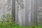 USA, California. Del Norte Redwoods State Park springtime with redwoods and rhododendrons Art Print